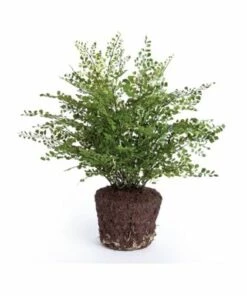 Best deal 🛒 Napa Home and Garden 23 inch Artificial Maiden Hair Drop In Plant 💯