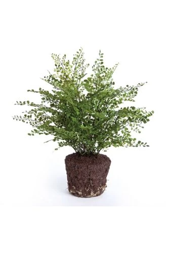 Best deal ๐ Napa Home and Garden 23 inch Artificial Maiden Hair Drop In Plant ๐ฏ