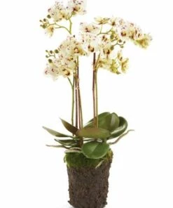 Budget 🛒 Napa Home and Garden 20 inch Artificial Phalaenopsis Orchid Drop In Plant 🛒