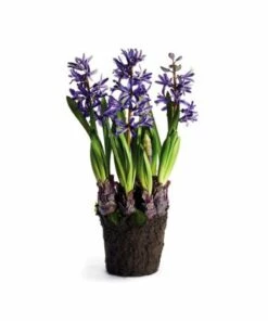 New 🥰 Napa Home and Garden 16.5 inch Artificial Hyacinth Drop In Plant White 🧨